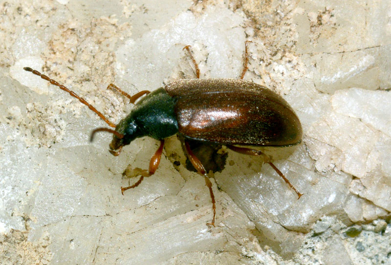 Tenebronidae (Isomira sp) da det.